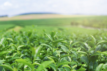 Green tea leaves in a tea plantation in morning