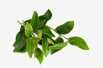 Obraz premium Tea Leaves