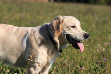 Golden Retriever