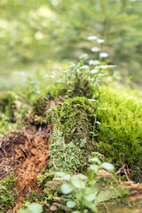 ground cover vegetation