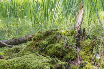 sunny wetland scenery