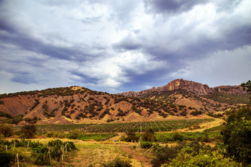 Vineyards at the foot of the Crimean mountains.