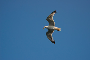 Gull