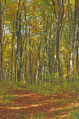 The road in the beautiful autumn forest