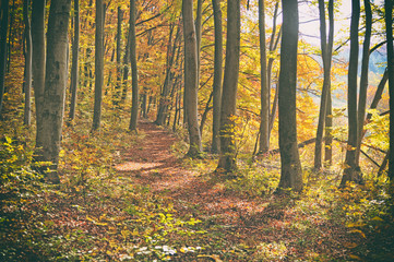 The road in the beautiful autumn forest