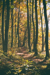 Beautiful autumn forest road with vintage effect