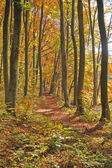 Beautiful autumn forest road