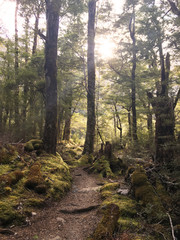 Obraz premium Forest of Kepler Track, New Zealand