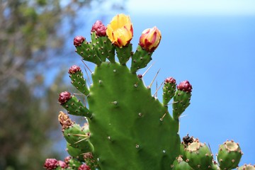 Opuntia ficus indica in Australia