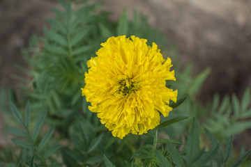 Marigolds are hardy, annual plants and are great plants for any garden. Broadly, there are two genuses which are referred to by the common name, Marigolds viz. Tagetes and Celandula