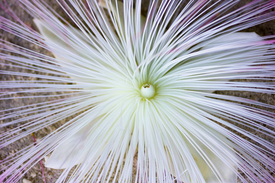 detail of  asiatic barringtonia flower on the sand