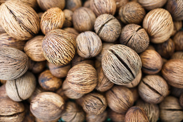 Bulbs of Buddha palm tree