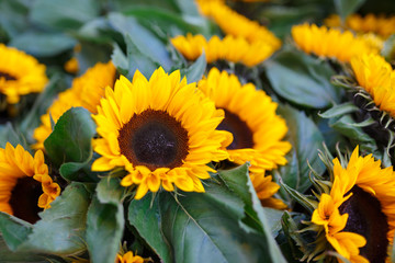 Obraz premium Bush of sunflowers close-up