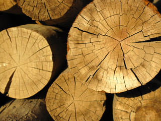 dry cracked timber logs