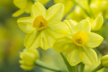 Daffodil (Narcissus) yellow in the garden