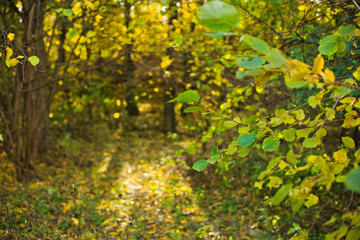 Obraz premium Rays of Sun in autumn forest