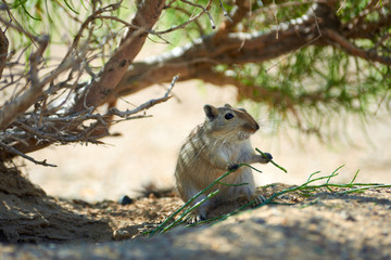 The great gerbil (Rhombomys opimus).  The great gerbil is a large gerbil found throughout much of Central Asia.