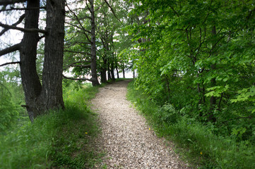 Fototapeta premium Walking path in a green forest