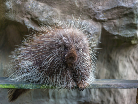 Baumstachler