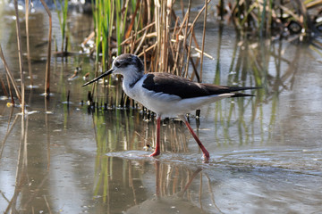 cavaliere d'Italia (Himantopus himantopus)