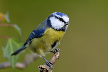 Blaumeise auf einem Ast