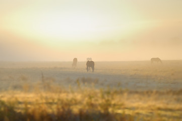 Fototapeta na wymiar HORSES grazing in fog of dawn