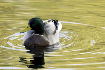 Swimming Mallard  / Wild Duck during sunset - Bedfont Lakes Country Park