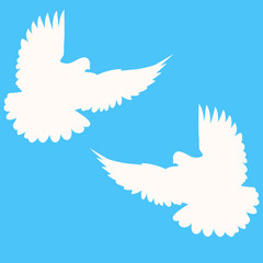 Pigeons. Wedding doves.