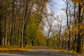 Obraz premium autumn, park