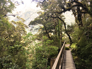 Forest of Kepler Track, New Zealand