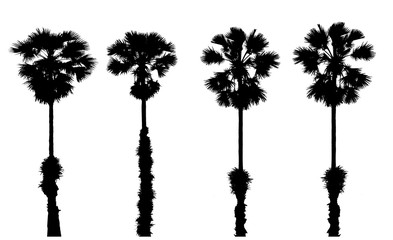 silhouette palm tree on white background