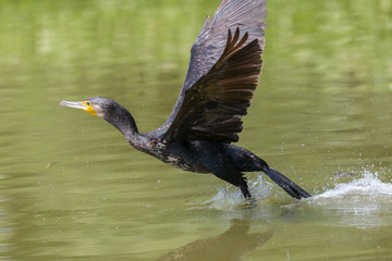 great cormorant (Phalacrocorax carbo) taking off