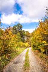 Fototapeta na wymiar Polish forest in autumn, scenic landscape with path between trees with golden color