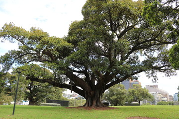 Ficus citrifolia in Sydney, Australia