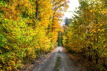 Naklejka premium Scenery of forest in autumn, landscape with path between trees and scenic nature at fall