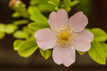 A gentle flower of rose hips growing in front of the window of a village house. A concept of spring...
