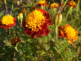 マリーゴールド