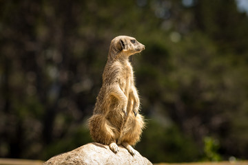 Meerkat On Alert 