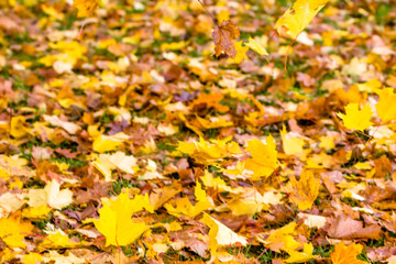 Blurry autumn background, blurred leaves falling in park