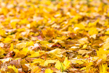Yellow leaves in autumn, background of maple leaf with bokeh and blur