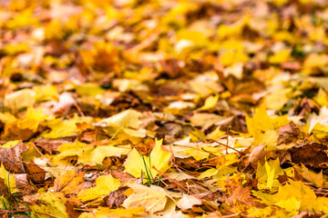 Autumn background with maple leaves in yellow color