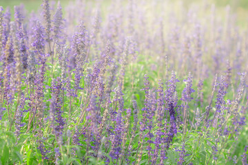 Purple lavender in the garden