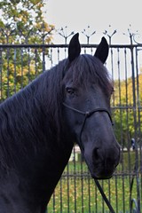 Friesian horse