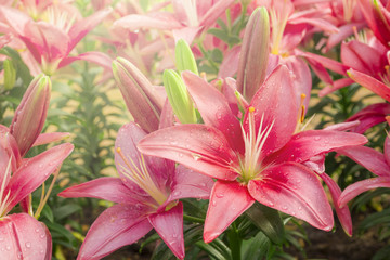 Pink Lilies in the garden