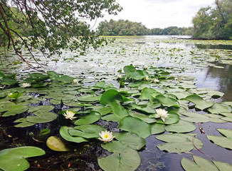 European white waterlily. (Nymphaea alba)