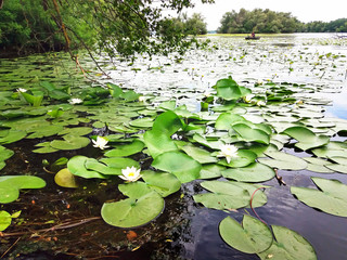 European white waterlily. (Nymphaea alba)