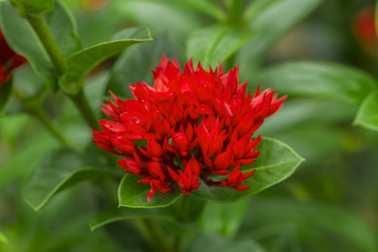 Closeup West Indian Jasmine (Ixora chinensis Lamk)