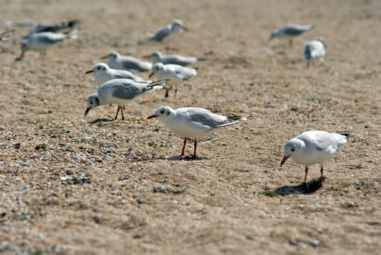 Seagull on the Azov beach in Berdyansk