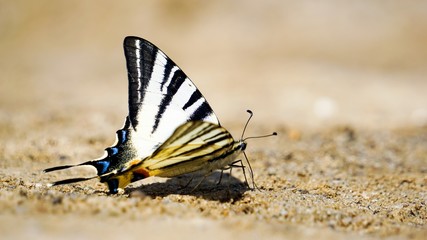 Fototapeta na wymiar Butterfly macro