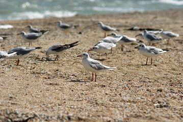 Seagull on the Azov beach in Berdyansk